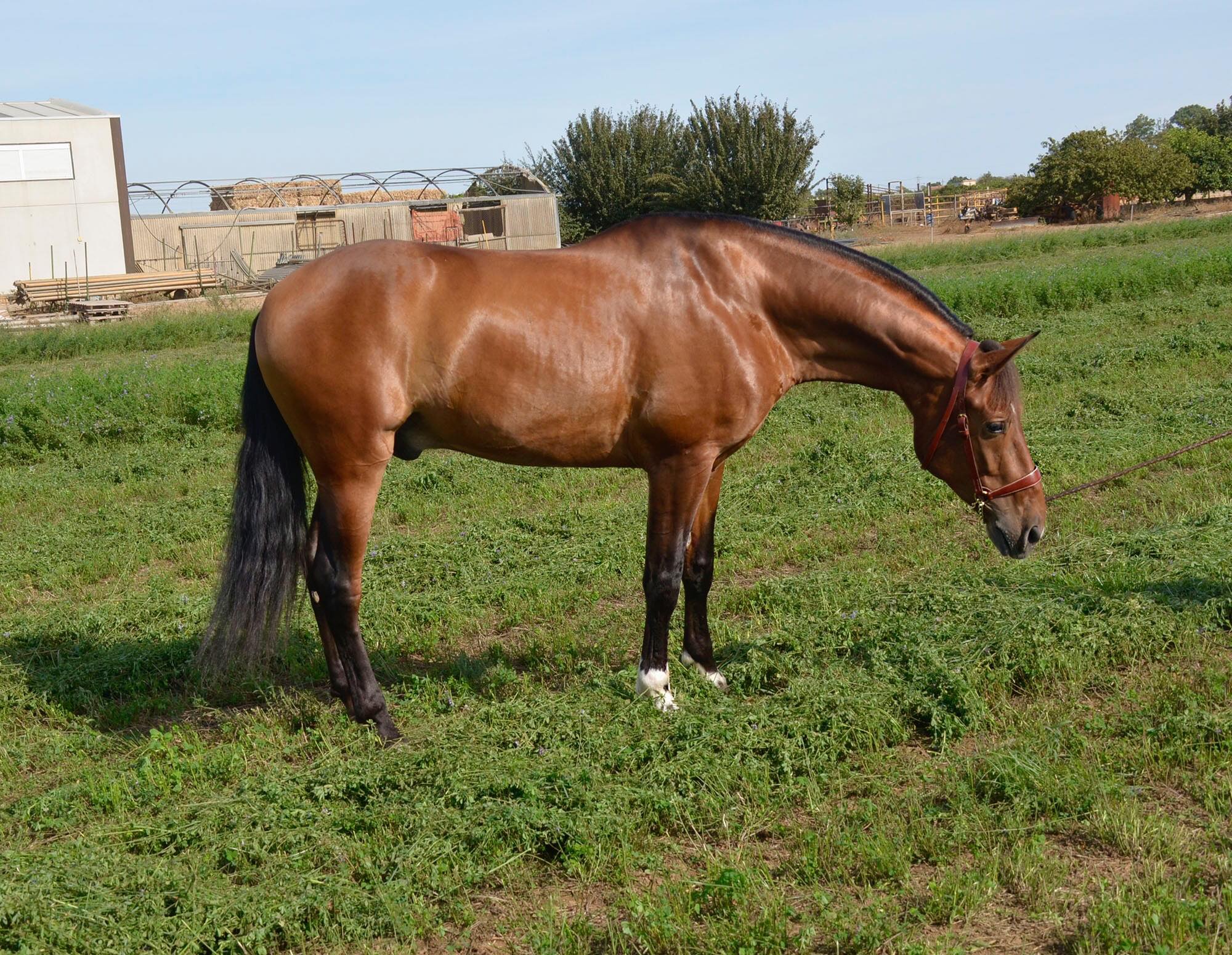 Caballo en Venta